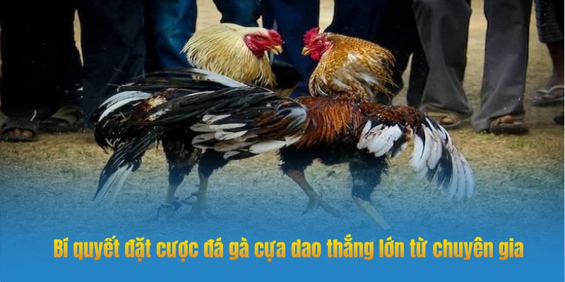 Bí quyết cá cược đá gà cựa dao