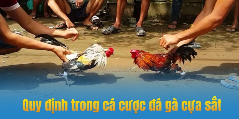 Quy định đá gà cựa sắt