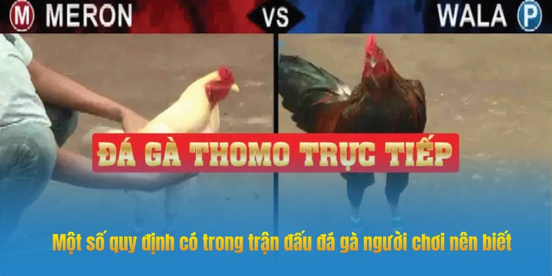 Quy định đá gà trực tiếp Thomo